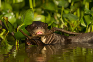 otter